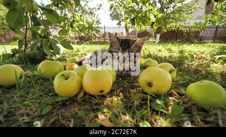 Little fluffy kitten on a background of apples on the grass in the garden. Stock Photo