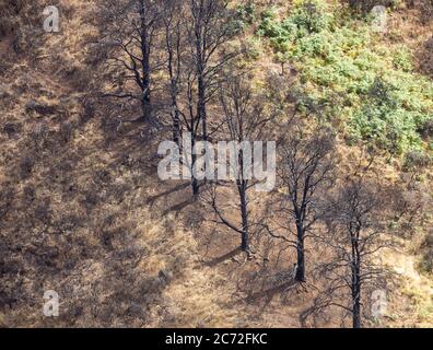 Forest fire damaged pine trees on Gran Canaria, Canary Islands, Spain Stock Photo