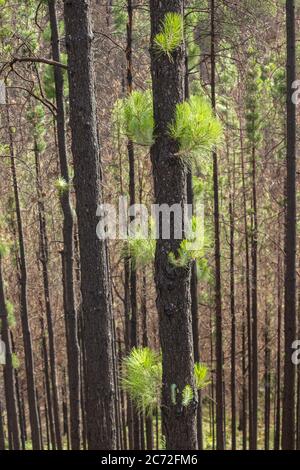 Forest fire damaged pine trees on Gran Canaria, Canary Islands, Spain Stock Photo