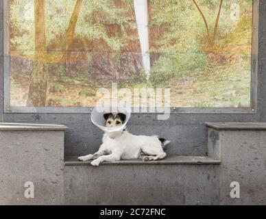 Dog wearing plastic, protective Elizabethan collar in village in Spain Stock Photo