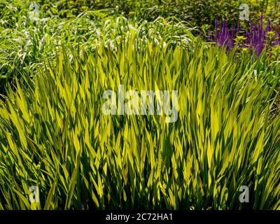 Close up of backlit ornamental grass growing in a garden, with purple Salvias growing in the background. Stock Photo