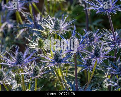 Spiky blue flowers of Eryngium growing in a garden. Stock Photo