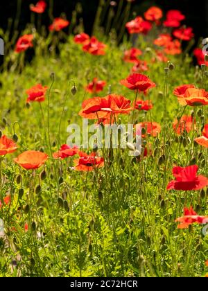 Backlit red poppies growing in a UK field. Stock Photo