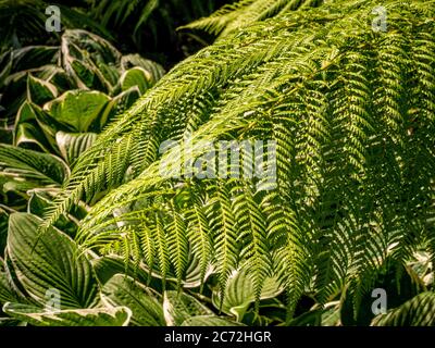 Sunlit ferns and hostas growing in a garden. Stock Photo