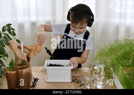 The boy, cheerfully smiling and dancing, is engaged in the planting of hyacinths. Stock Photo
