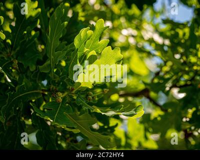 Backlit Oak tree leaves with a blue sky. Stock Photo