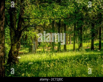 Sunlight streaming through a forest. Stock Photo