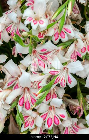 Nanus gladiolus 'Prins Claus'. Stock Photo