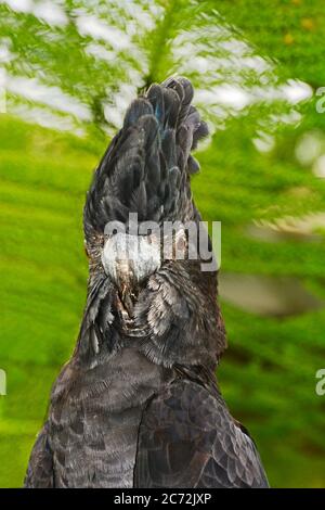 Red Tailed Black Cockatoo (Calyptorhynchus banksii) portrait Stock Photo