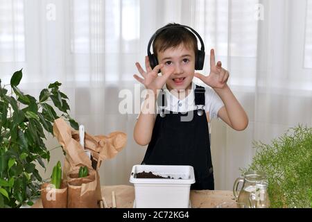 The boy is engaged in the planting of hyacinths. Cheerfully shows his hands which poured the soil. Stock Photo