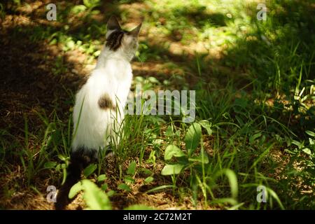 White spotted cat sitting in the summer garden on the grass. Back view. Stock Photo
