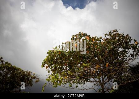 it is going to rain. the sky is covered with dark thunderclouds before the rain. in the foreground tropical trees Stock Photo