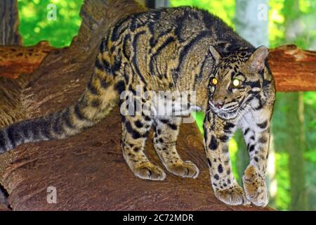 A clouded Leopard stalking Stock Photo - Alamy