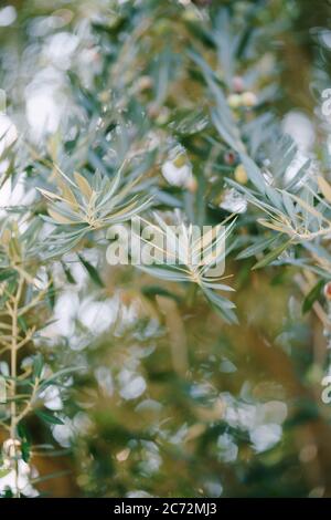 A close-up of blue fox trees on the branches. A small depth of field. Stock Photo