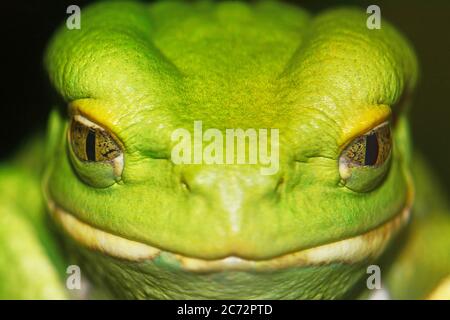 Green toad - head in closeup Stock Photo