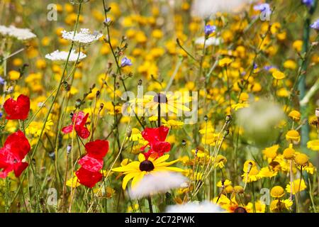 Closeup of isolated yellow coneflower blossom (rudbeckia) ) in wild flower field. Blurred background with red corn puppies (papaver) and anthemis. (fo Stock Photo