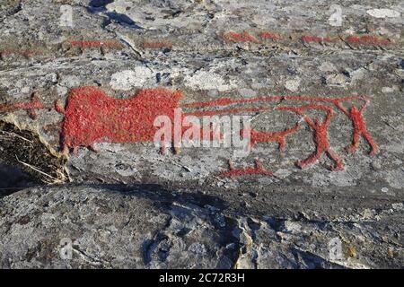 Rock carvings from the bronze age with a scene where two men with dogs and spears hunting a huge wild boar. One of the dogs is dead. The carvings are Stock Photo