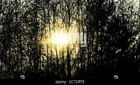 Light through dark winter gloomy forest. Cold and dark winter days Stock Photo