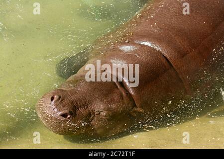 Pygmy Hippopotamus dive underwater Stock Photo