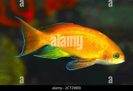 Sea goldie, jewel fairy basslet, coral reef fish Stock Photo