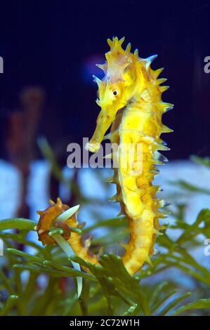 Yellow seaHorse, Close-up Stock Photo