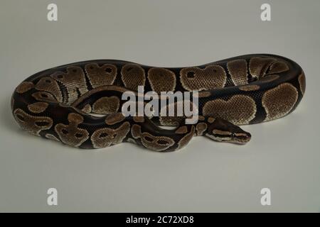 Royal python snake on white background Stock Photo