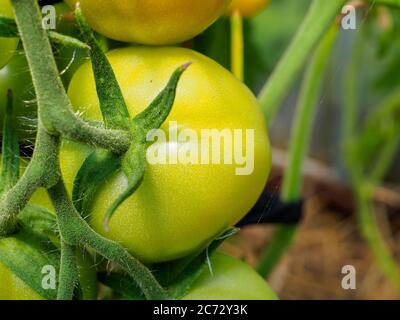 Selective focus on green tomato fruits on the branches in the greenhouse. Growing organic green vegetables in a home garden. Copy space Stock Photo