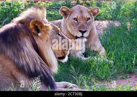 A wild male and female lion and lioness (Panthera leo) lying in wet season grassland at the Erindi Reserve near Omaruru, Namibia.