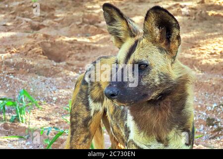An African Wild Dog (Lycaon pictus), or Painted Wolf, standing with ears pricked in the wet season desert of Erindi Reserve near Omaruru, Namibia. Stock Photo