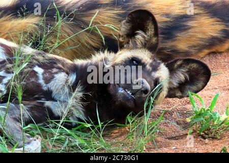 An African Wild Dog (Lycaon pictus), or Painted Wolf, laying down in the wet season desert of Erindi Reserve near Omaruru, Namibia. Stock Photo