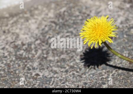 Yellow dandelion flower on concrete pavement  Stock Photo