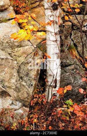 The autumn colors of a  yellow birch tree Betula alleghaniensis growing against a granite mountainside. Stock Photo