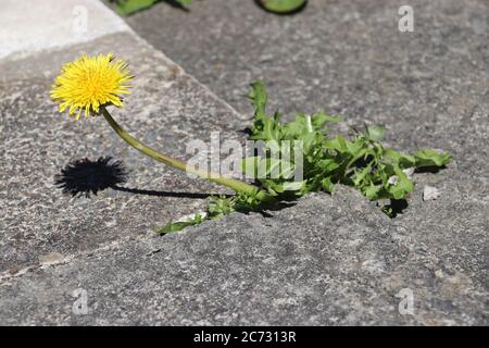 Yellow dandelion plant on concrete pavement  Stock Photo