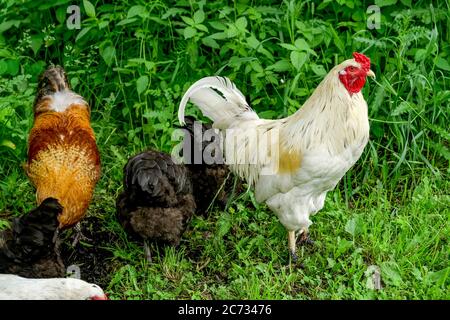 Free range chickens Stock Photo