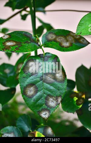 A close up of a rose leaf affected by black spot disease. This is the most serious disease of roses caused by a fungus, Diplocarpon rosae Stock Photo