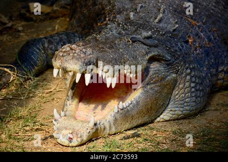 A close-up photo of a saltwater crocodile (Crocodylus porosus), also known as the estuarine crocodile, Indo-Pacific crocodile or marine crocodile Stock Photo