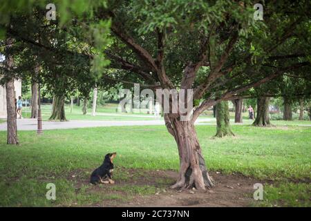 Lutalica, a typical serbian stray dog, abandoned, sitting and staring at a tree in a park of the city center of Belgrade, in Serbia, which as an impor Stock Photo