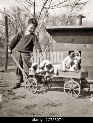 1920s BOY WITH 5 ENGLISH SETTER PUPPIES IN A WAGON - d876 HAR001 HARS ENGLISH B&W HAPPINESS MAMMALS DOGHOUSE KENNEL CANINES SETTER PUPS POOCH CONNECTION ESCAPE LITTER CANINE COOPERATION GROWTH JUVENILES MAMMAL BLACK AND WHITE CAUCASIAN ETHNICITY HAR001 OLD FASHIONED Stock Photo