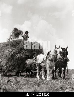 1920s ANONYMOUS MAN FARM HAND LOADING NEW MOWN HAY ON HORSE DRAWN WAGON NEAR WESTCHESTER PENNSYLVANIA USA - f2720 HAR001 HARS MALES WHEELS CONFIDENCE TRANSPORTATION AGRICULTURE B&W LOADING OCCUPATION MAMMALS PITCHFORK FARMERS LOW ANGLE LABOR DRAWN NEAR OCCUPATIONS HARNESS HAYING WAGONS ANONYMOUS FARMHAND FODDER MAMMAL MID-ADULT MAN SILAGE BLACK AND WHITE HAR001 LABORING OLD FASHIONED Stock Photo