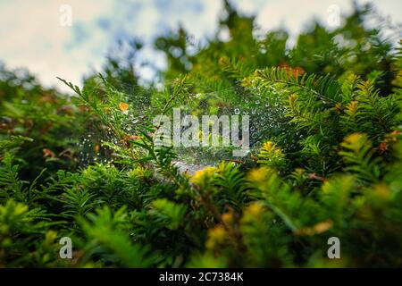 Closeup Of a lonely spiderweb hanging in a green tree, view from lower perspective. Stock Photo