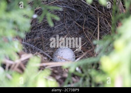 Small Birds Nest with Egg Hidden in Tree Stock Photo