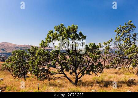 Protea trees, Drakensberg, near Sani Pass, Mkhomazi Wilderness area, KwaZulu-Natal, South Africa, Africa Stock Photo