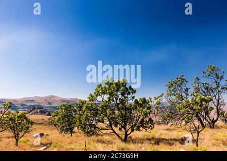 Protea trees, Drakensberg, near Sani Pass, Mkhomazi Wilderness area, KwaZulu-Natal, South Africa, Africa Stock Photo