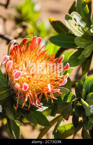 Protea flower, Drakensberg, near Sani Pass, Mkhomazi Wilderness area, KwaZulu-Natal, South Africa, Africa Stock Photo