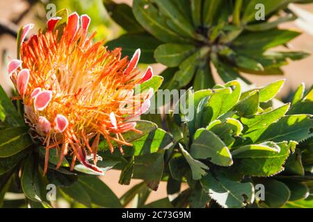 Protea flower, Drakensberg, near Sani Pass, Mkhomazi Wilderness area, KwaZulu-Natal, South Africa, Africa Stock Photo