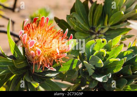 Protea flower, Drakensberg, near Sani Pass, Mkhomazi Wilderness area, KwaZulu-Natal, South Africa, Africa Stock Photo