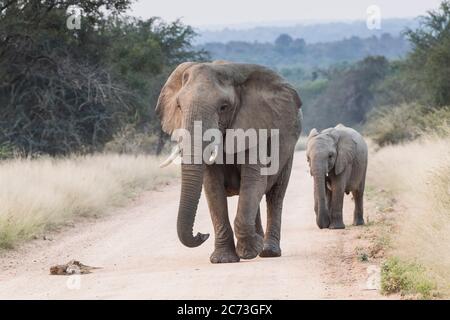 Elephants walking together with a calf, on the road, Kruger National Park, Mpumalanga Province, South Africa, Africa Stock Photo