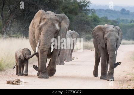 Elephants walking together with a calf, on the road, Kruger National Park, Mpumalanga Province, South Africa, Africa Stock Photo