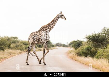 Giraffe crossing the road at savanna, Kruger National Park, Mpumalanga Province, South Africa, Africa Stock Photo