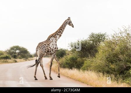 Giraffe crossing the road at savanna, Kruger National Park, Mpumalanga Province, South Africa, Africa Stock Photo